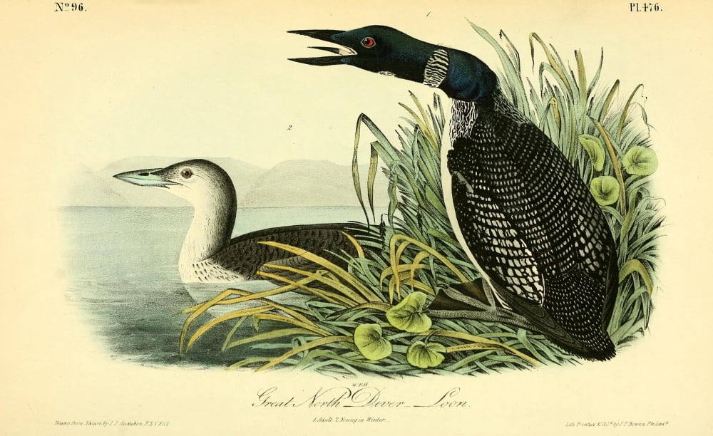 Birds of America 1844 Great North Diver Loon Canvas Art - JJ Audubon (18 x 24)