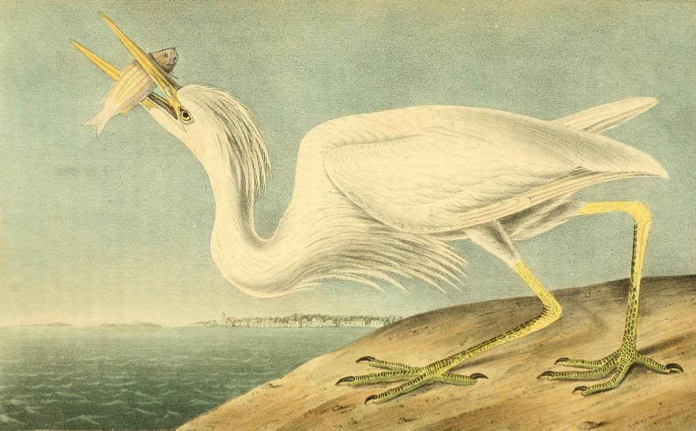 Birds of America 1844 Great White Heron Canvas Art - JJ Audubon (18 x 24)