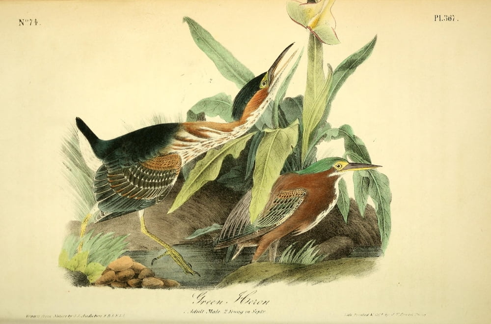 Birds of America 1844 Green Heron Canvas Art - JJ Audubon (24 x 36)