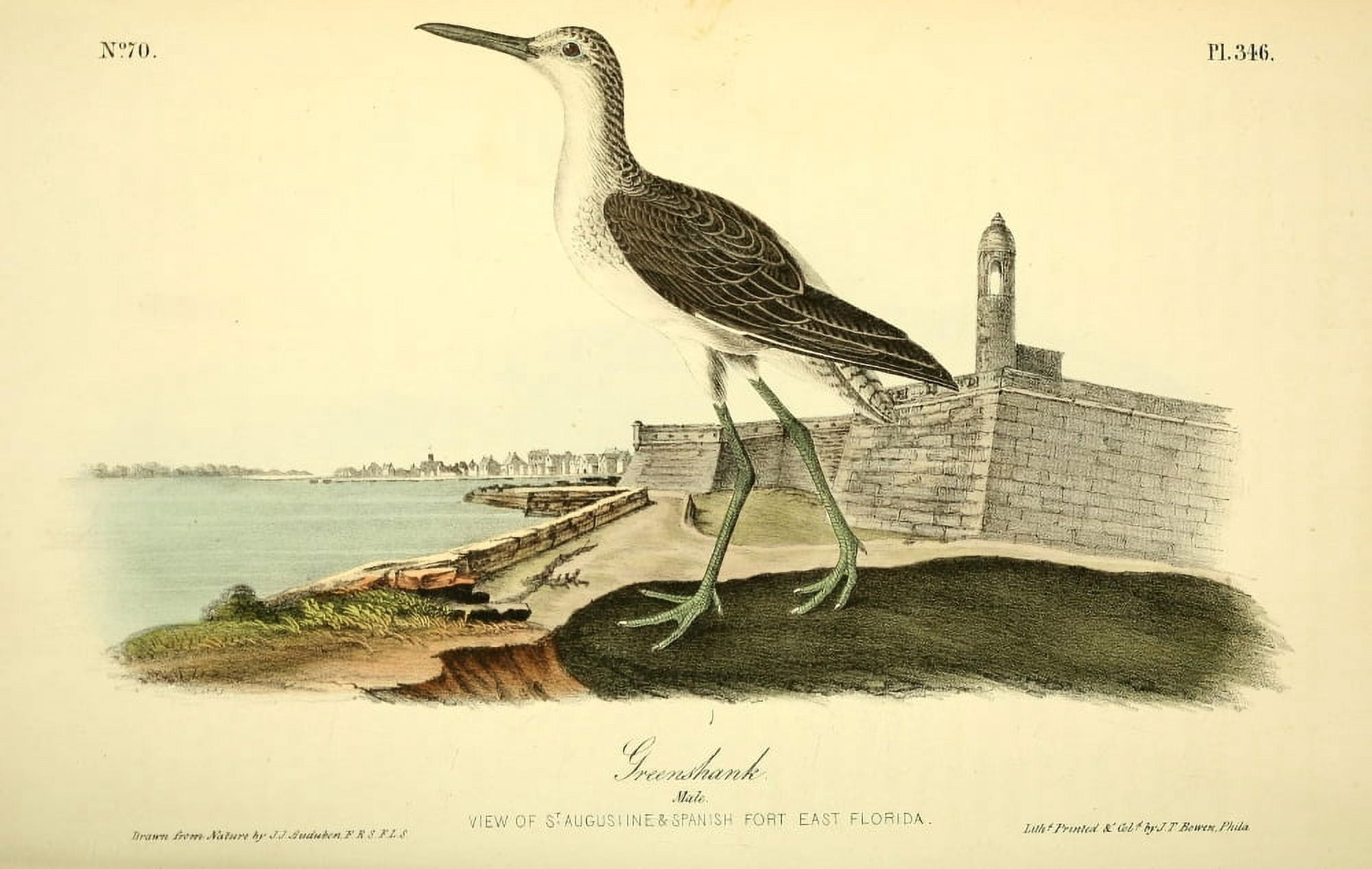 Birds of America 1844 Greenshank Canvas Art - JJ Audubon (24 x 36)