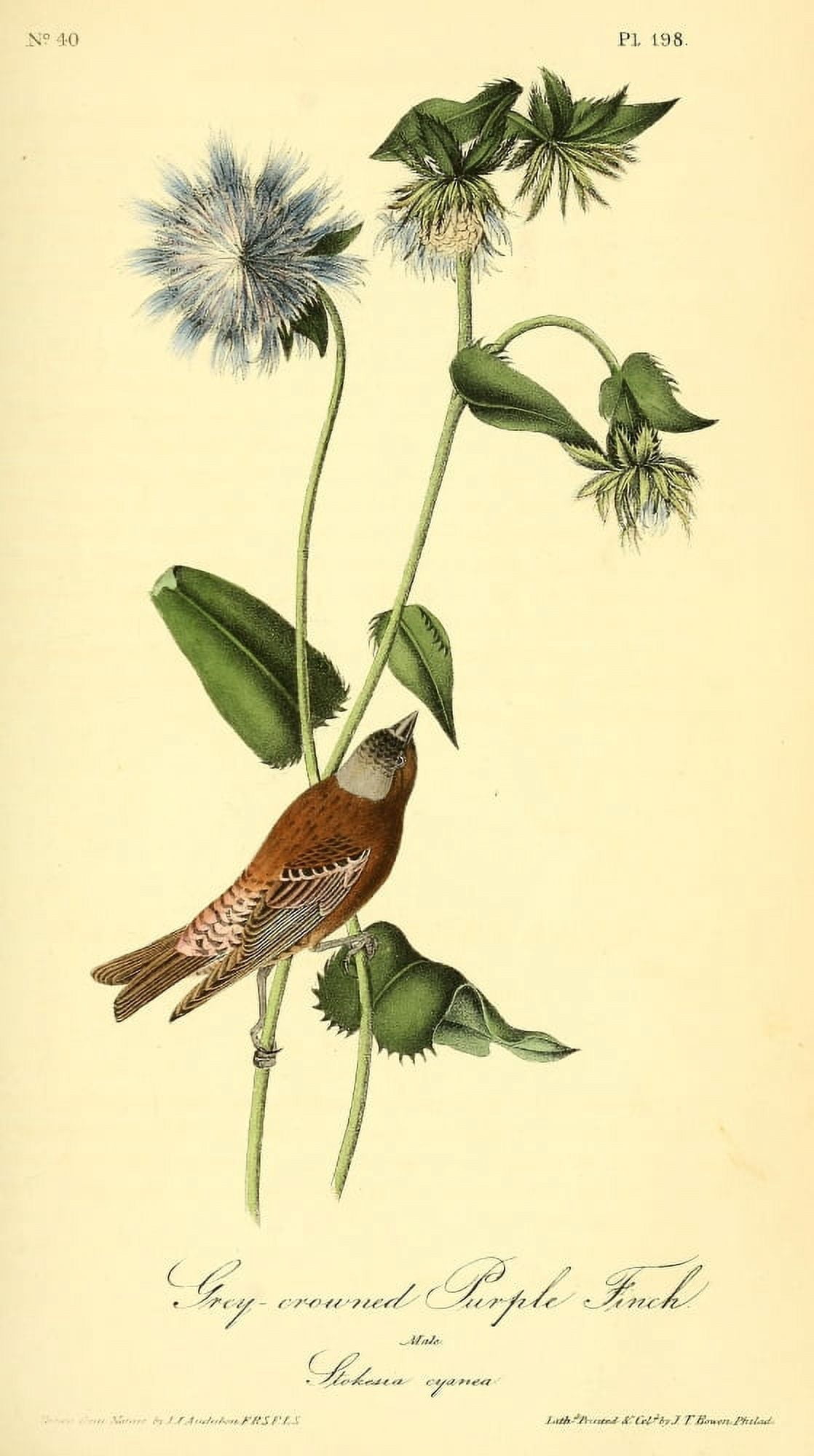 Birds of America 1844 Grey-crowned Purple Finch Canvas Art - JJ Audubon (24 x 36)