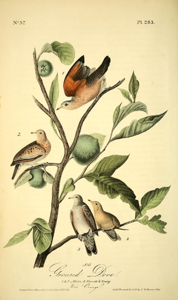 Birds of America 1844 Ground Dove Canvas Art - JJ Audubon (18 x 24)