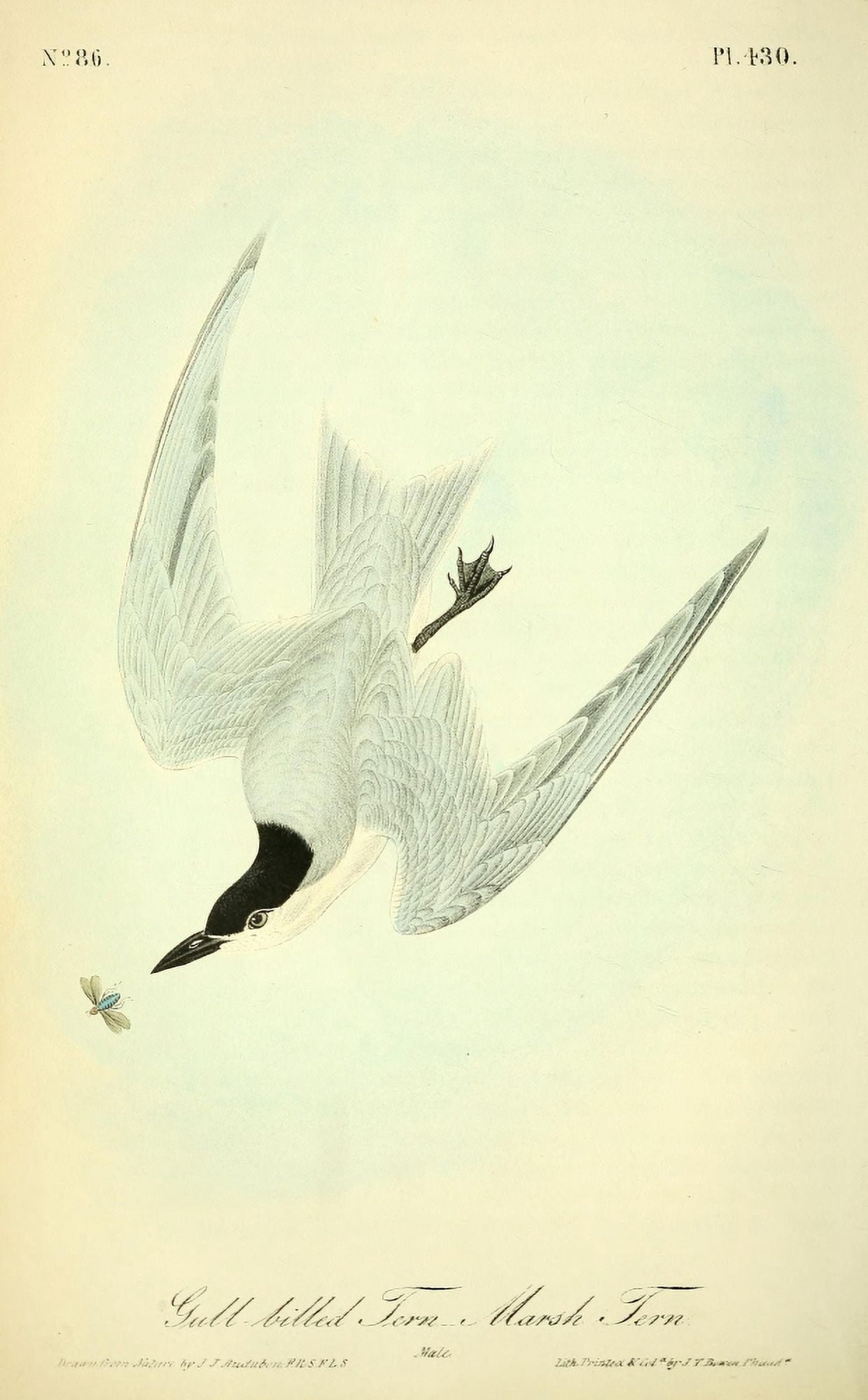 Birds of America 1844 Gull-billed Tern Canvas Art - JJ Audubon (24 x 36)