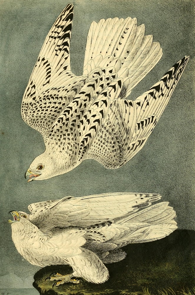 Birds of America 1844 Gyr Falcon Canvas Art - JJ Audubon (18 x 24)