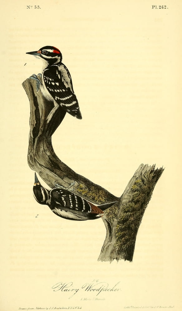 Birds of America 1844 Hairy Woodpecker Canvas Art - JJ Audubon (18 x 24)