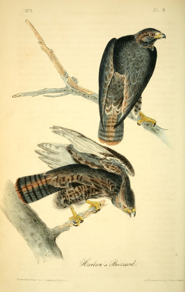 Birds of America 1844 Harlans Buzzard Canvas Art - JJ Audubon (18 x 24)
