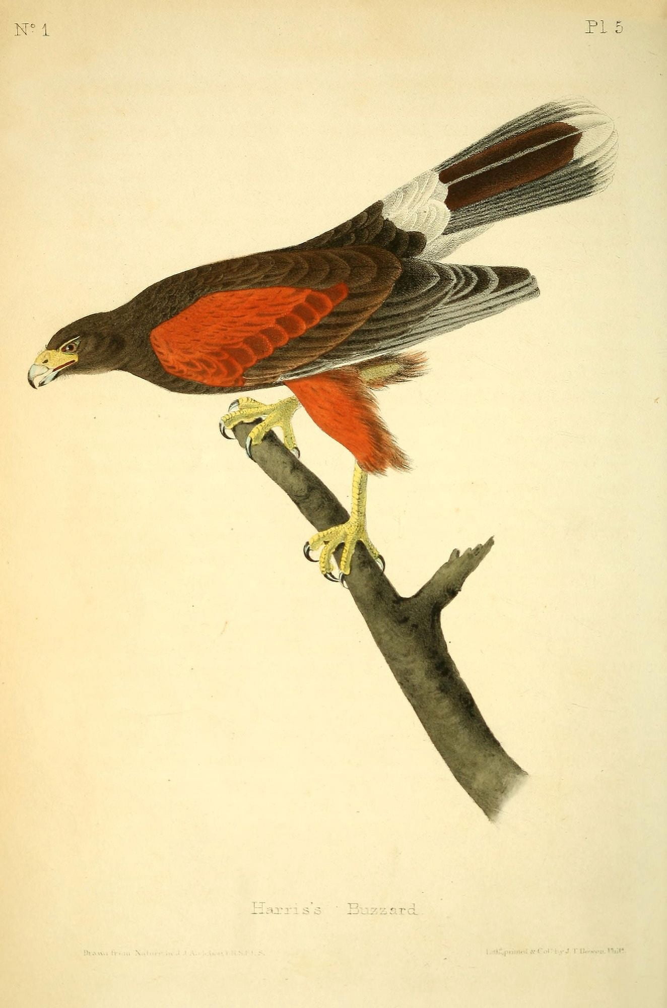 Birds of America 1844 Harris Buzzard Canvas Art - JJ Audubon (18 x 24)