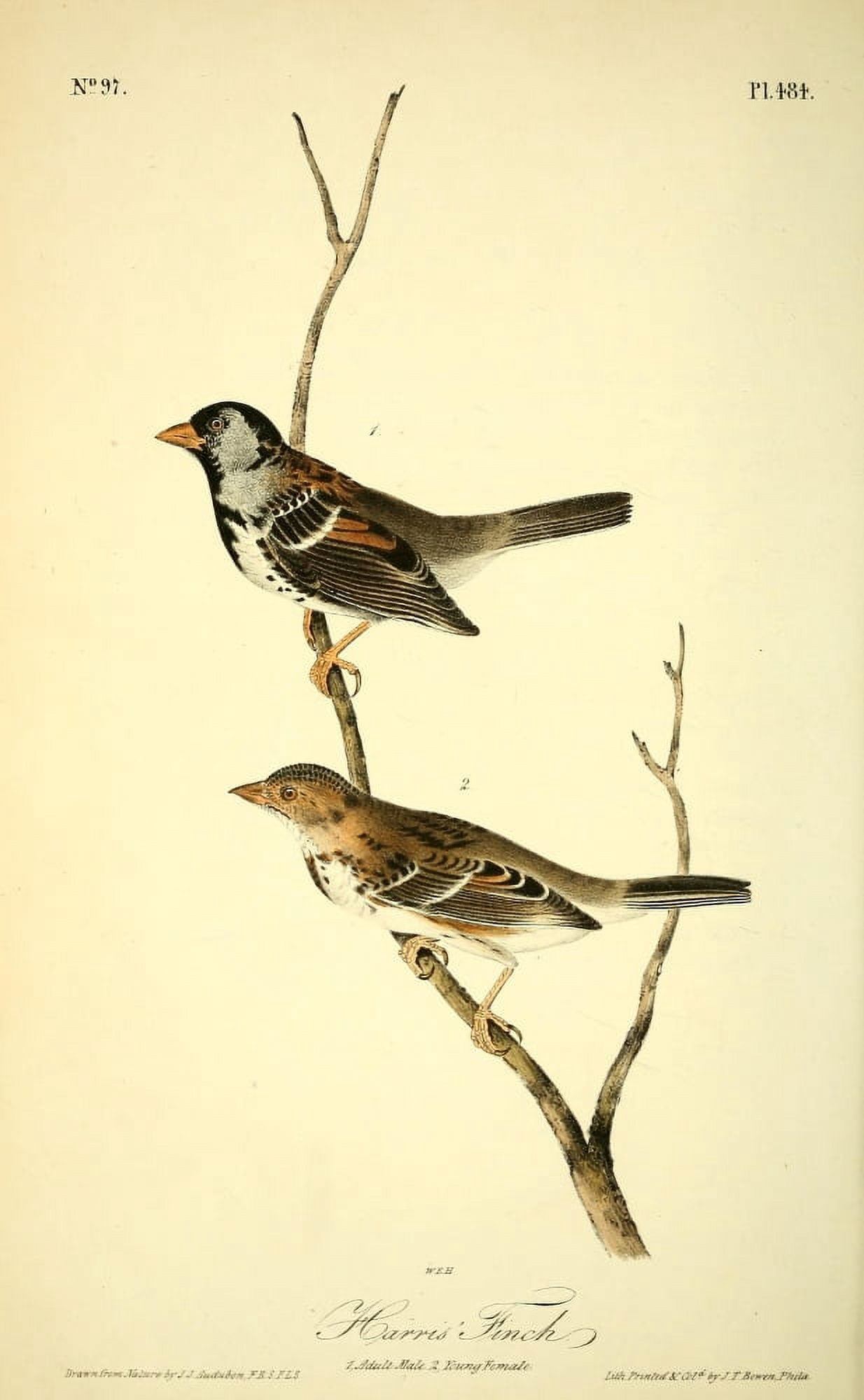 Birds of America 1844 Harris Finch Canvas Art - JJ Audubon (18 x 24)