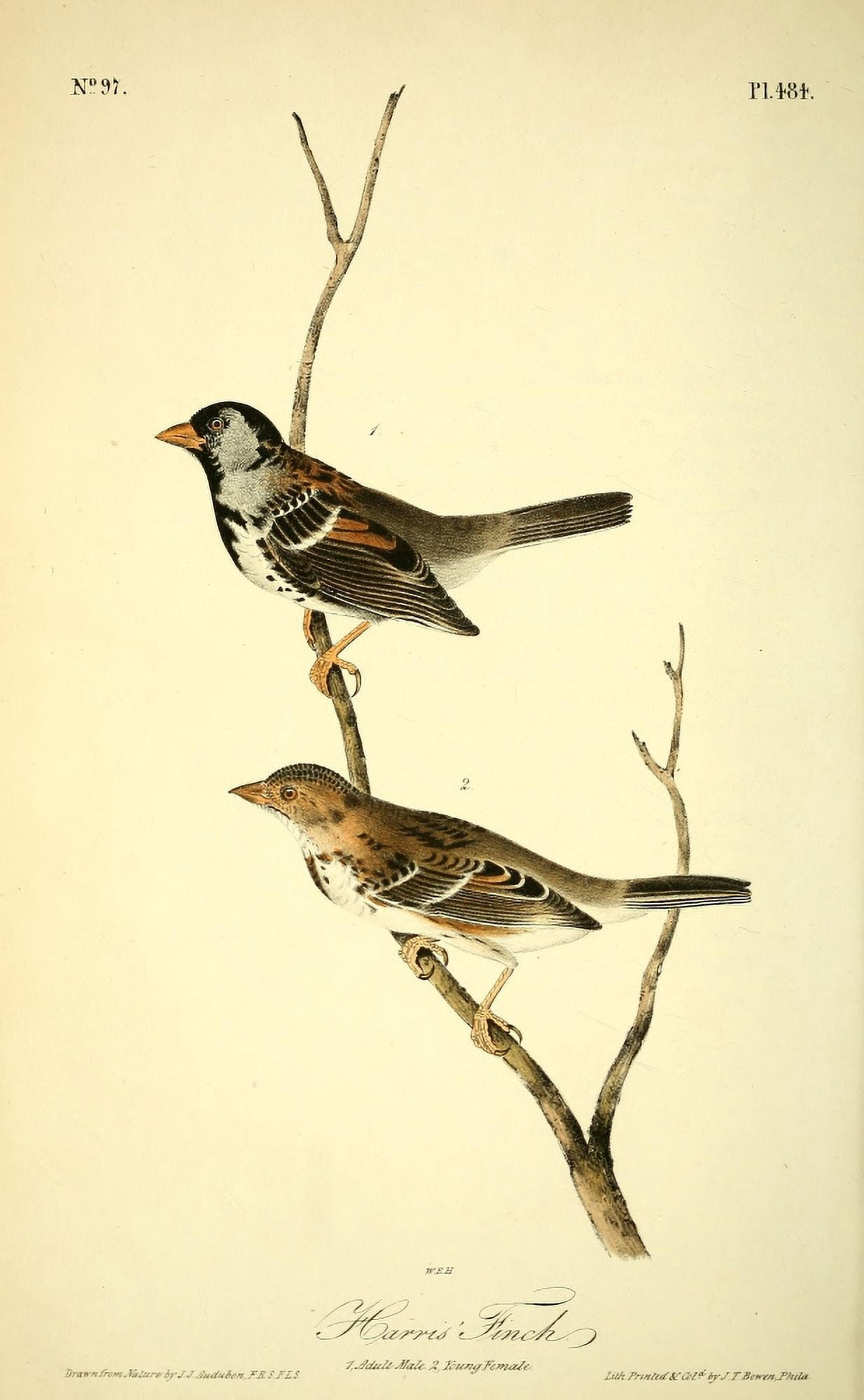 Birds of America 1844 Harris Finch Canvas Art - JJ Audubon (24 x 36)