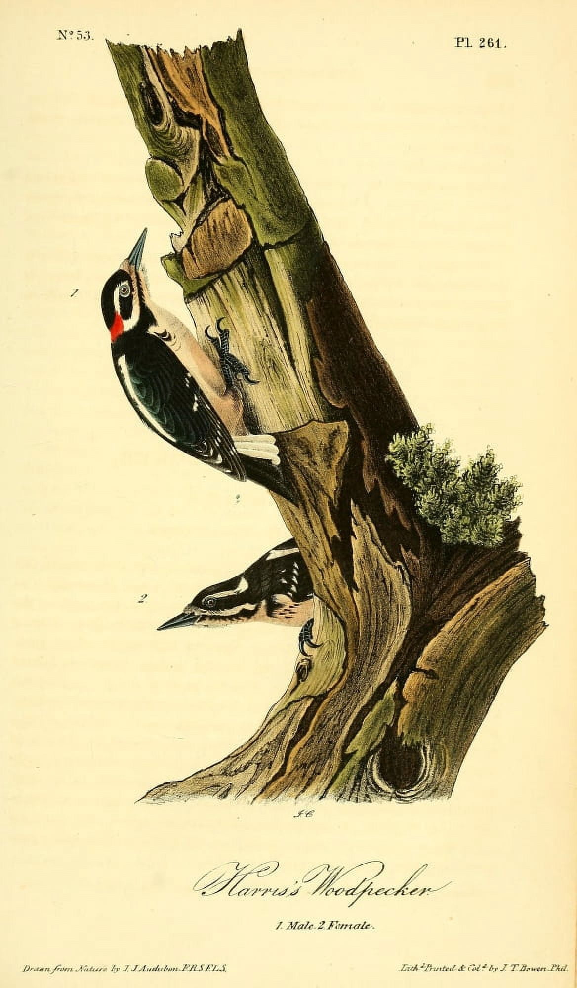 Birds of America 1844 Harris Woodpecker Canvas Art - JJ Audubon (18 x 24)
