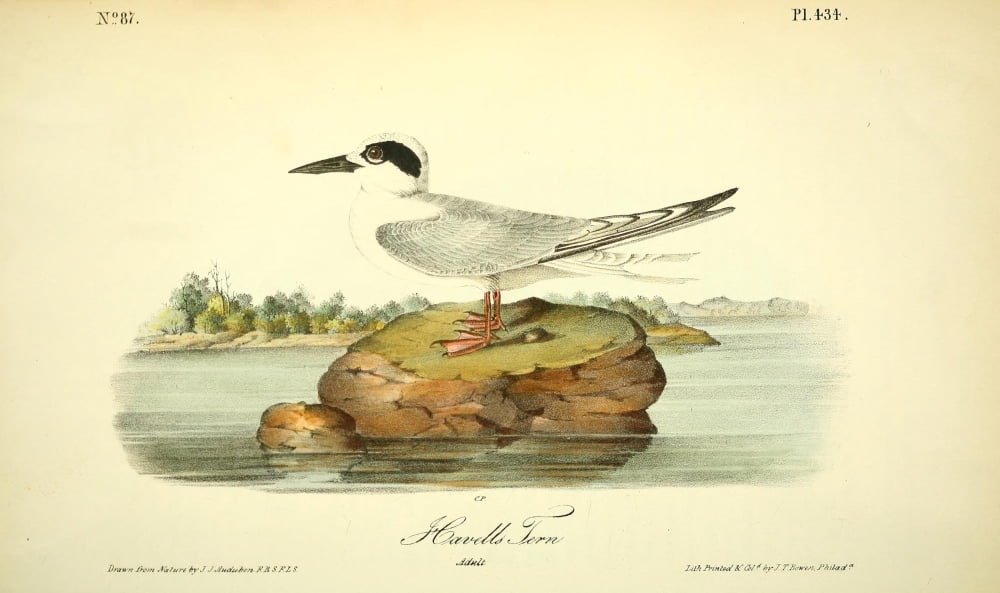 Birds of America 1844 Havells Tern Canvas Art - JJ Audubon (18 x 24)