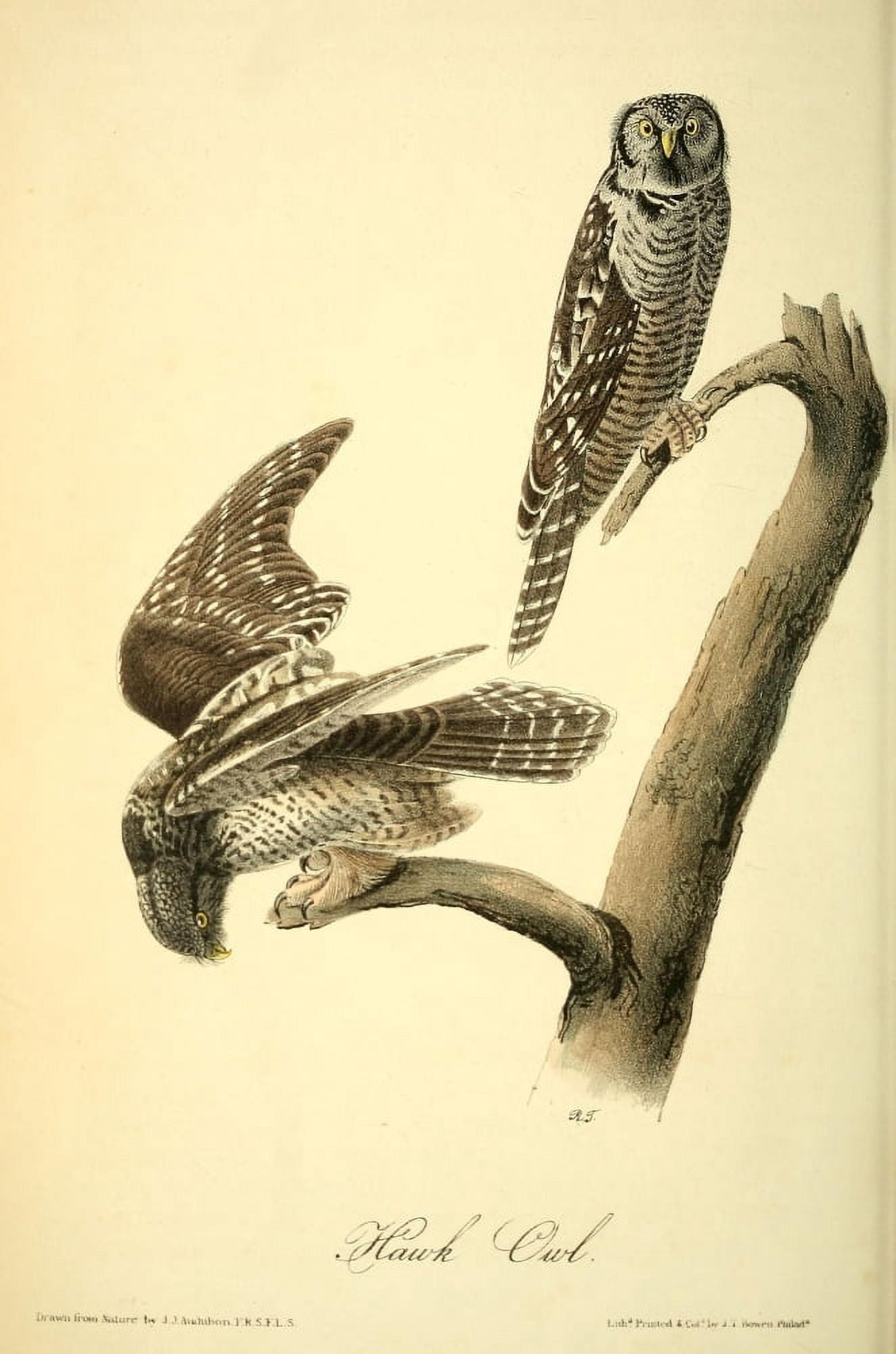 Birds of America 1844 Hawk Owl Canvas Art - JJ Audubon (18 x 24)