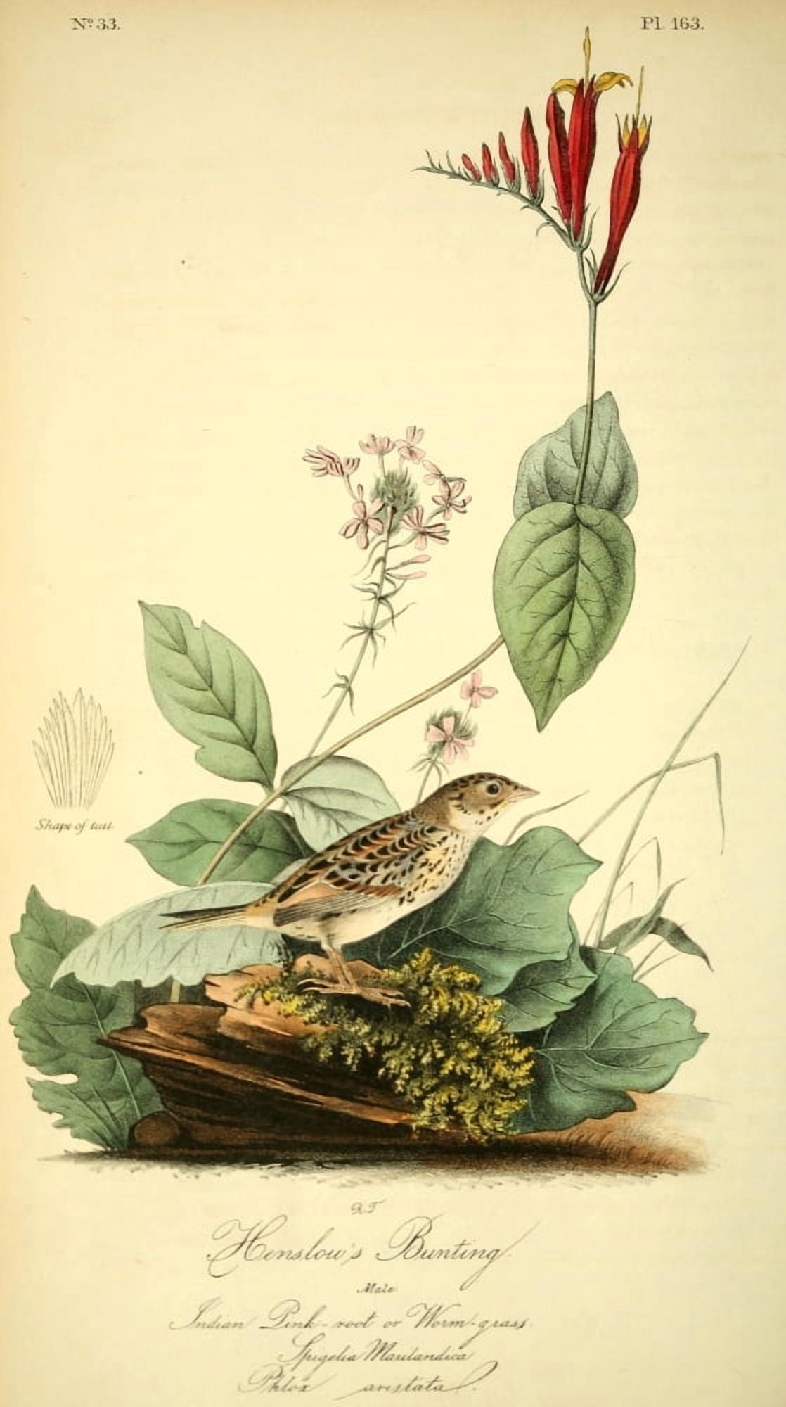 Birds of America 1844 Henslows Bunting Canvas Art - JJ Audubon (24 x 36)