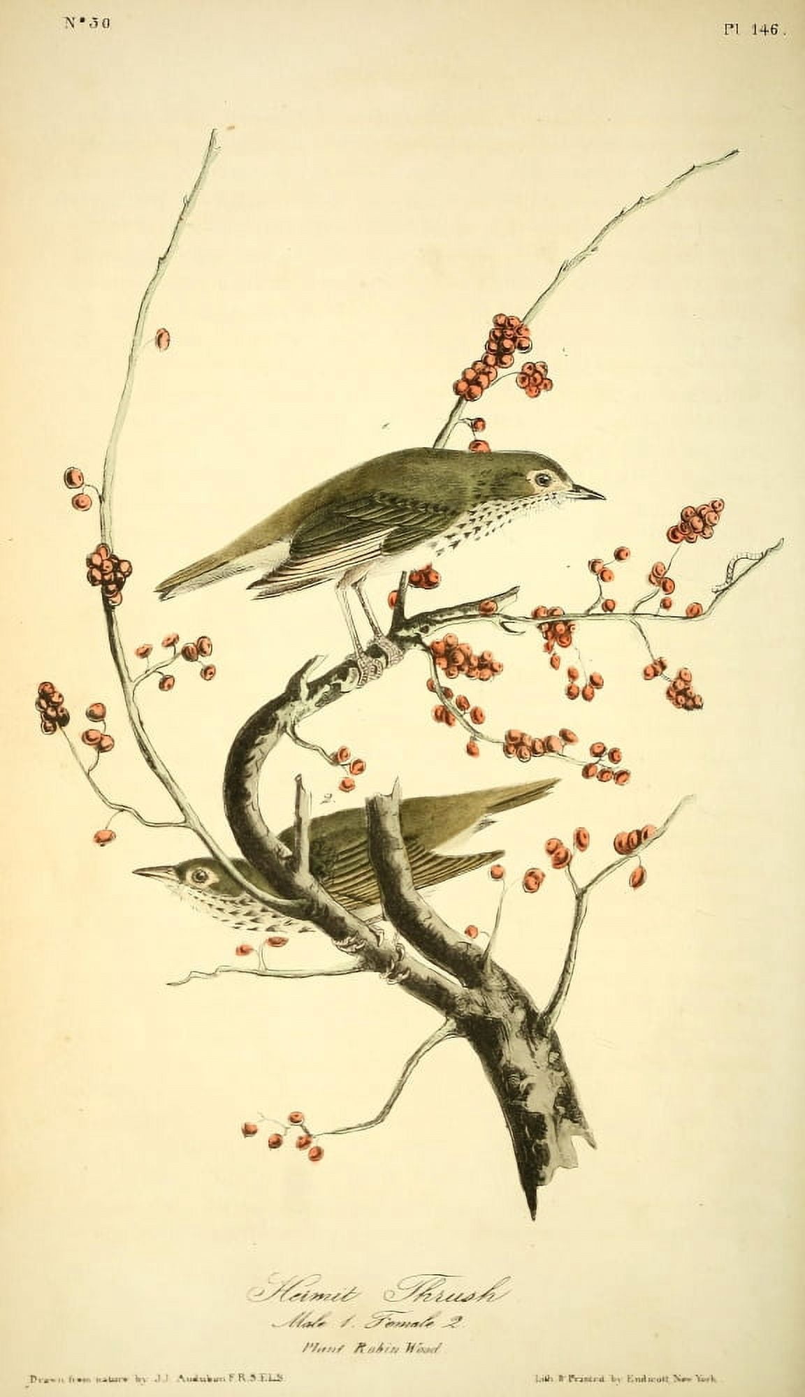 Birds of America 1844 Hermit Thrush Canvas Art - JJ Audubon (24 x 36)
