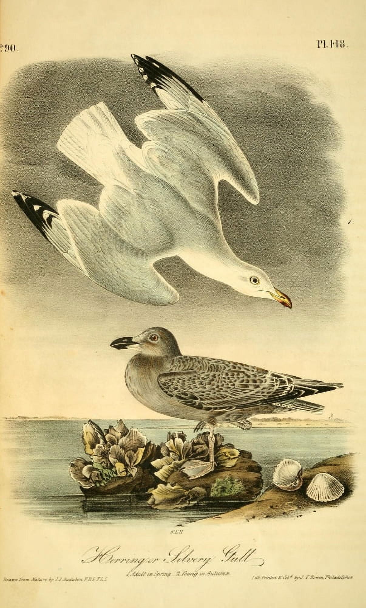 Birds of America 1844 Herring or Silvery Gull Canvas Art - JJ Audubon (18 x 24)