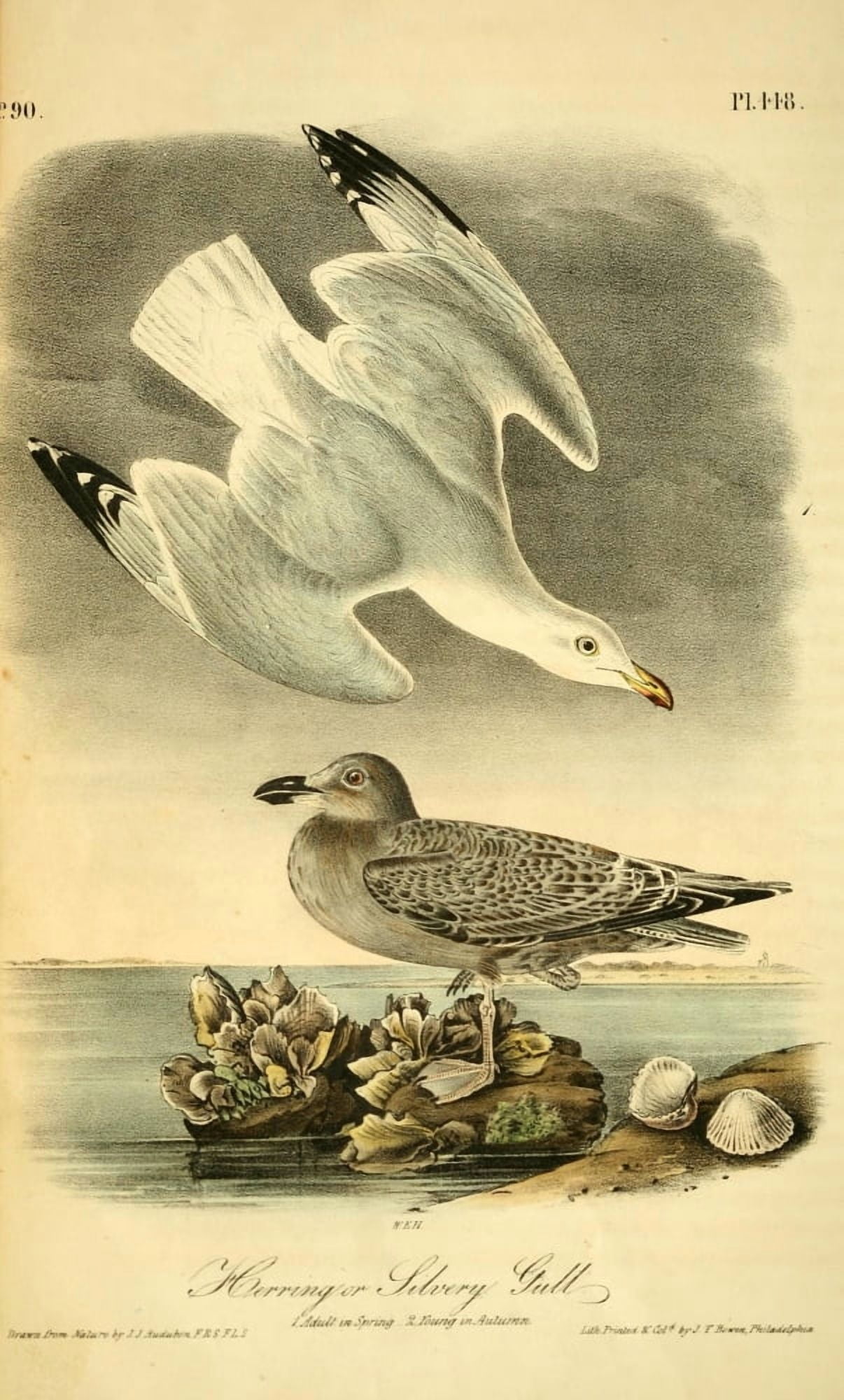 Birds of America 1844 Herring or Silvery Gull Canvas Art - JJ Audubon (24 x 36)