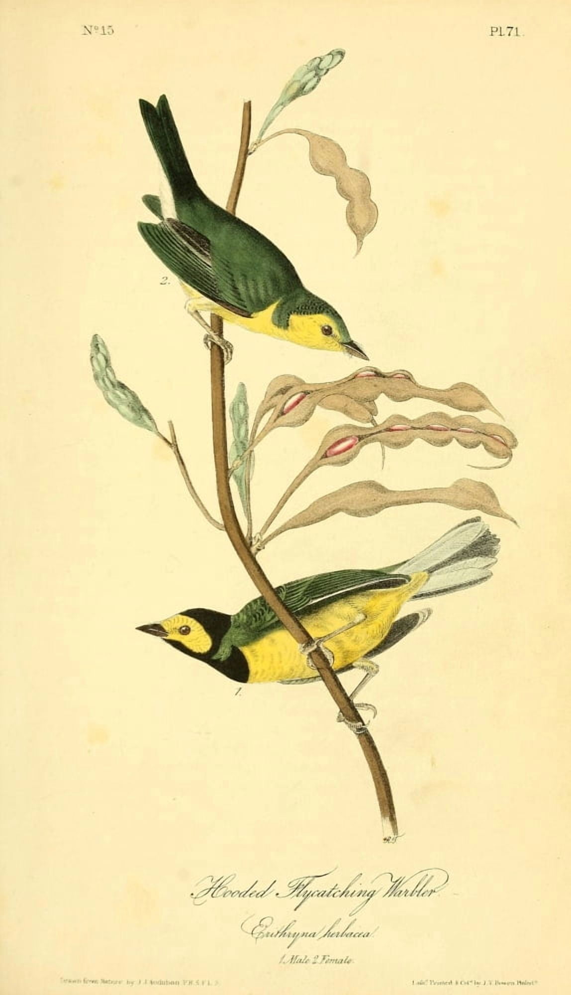 Birds of America 1844 Hooded Flycatching Warbler Canvas Art - JJ Audubon (18 x 24)