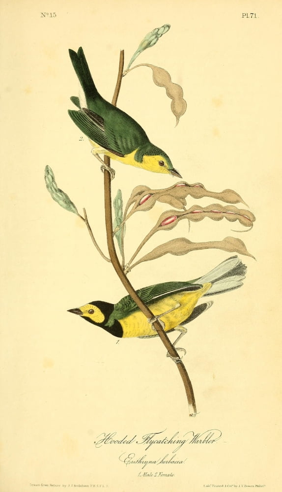 Birds of America 1844 Hooded Flycatching Warbler Canvas Art - JJ Audubon (24 x 36)