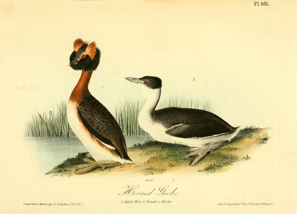 Birds of America 1844 Horned Grebe Canvas Art - JJ Audubon (18 x 24)