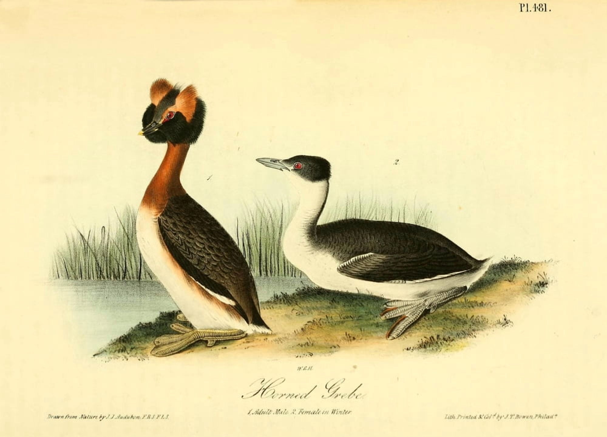 Birds of America 1844 Horned Grebe Canvas Art - JJ Audubon (24 x 36)