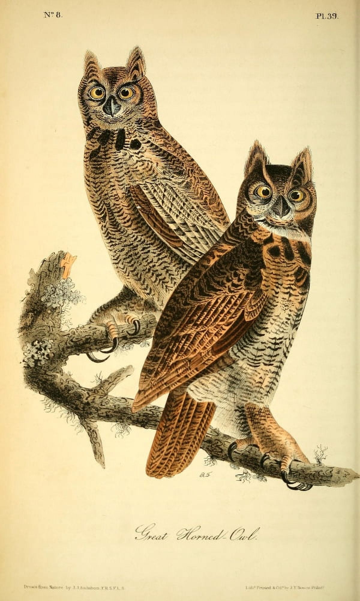 Birds of America 1844 Horned Owl Canvas Art - JJ Audubon (18 x 24)
