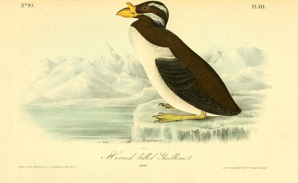 Birds of America 1844 Horned-billed Guillemot Canvas Art - JJ Audubon (24 x 36)