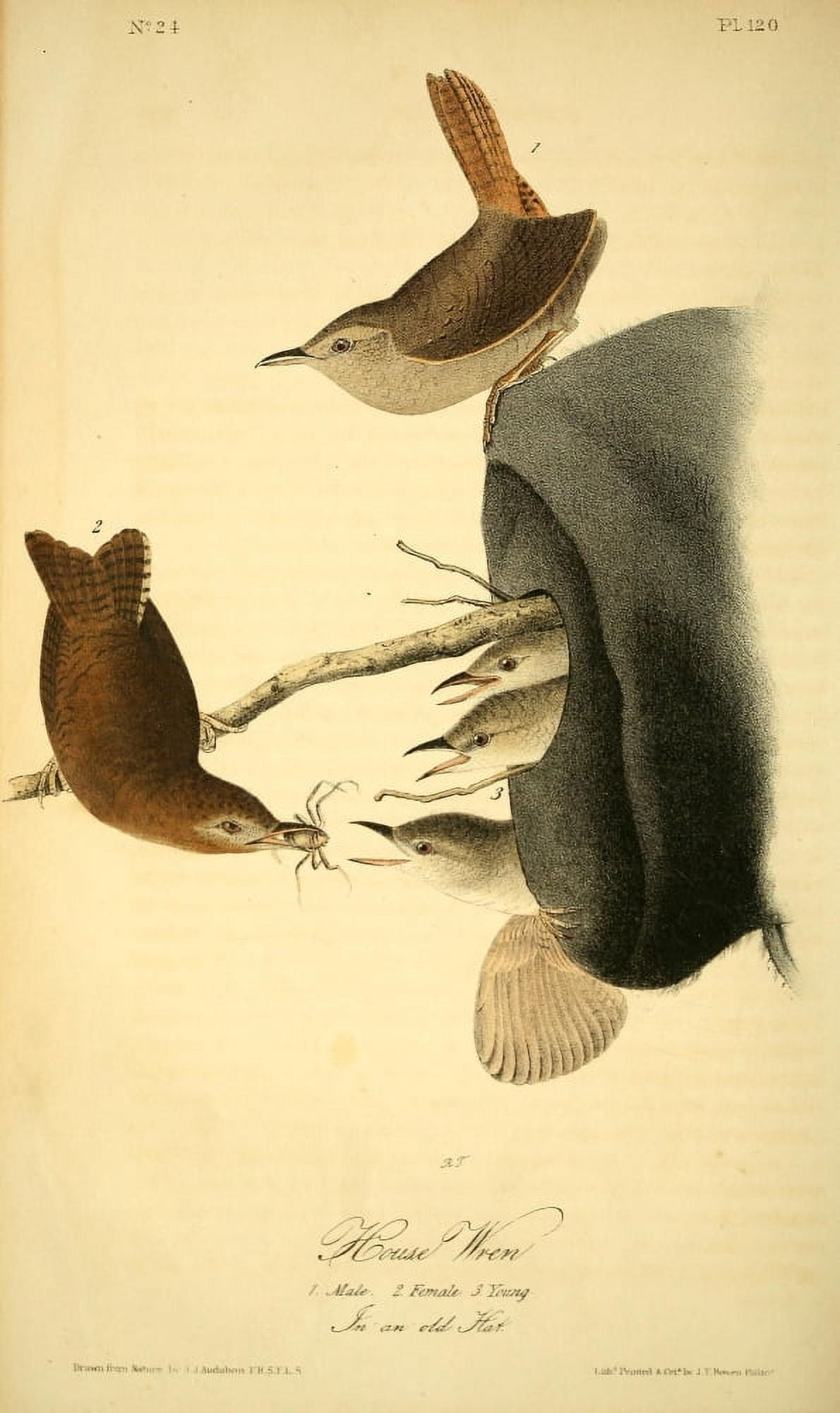 Birds of America 1844 House Wren Canvas Art - JJ Audubon (18 x 24)