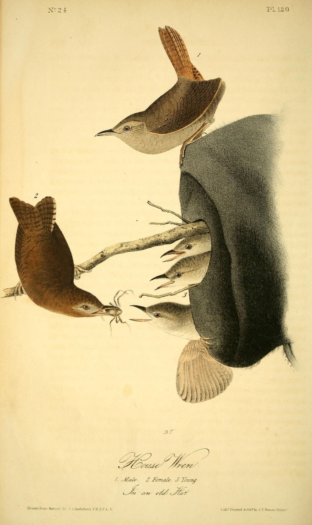 Birds of America 1844 House Wren Canvas Art - JJ Audubon (24 x 36)