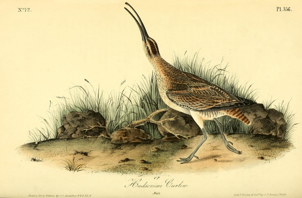 Birds of America 1844 Hudsonian Curlew Canvas Art - JJ Audubon (18 x 24)