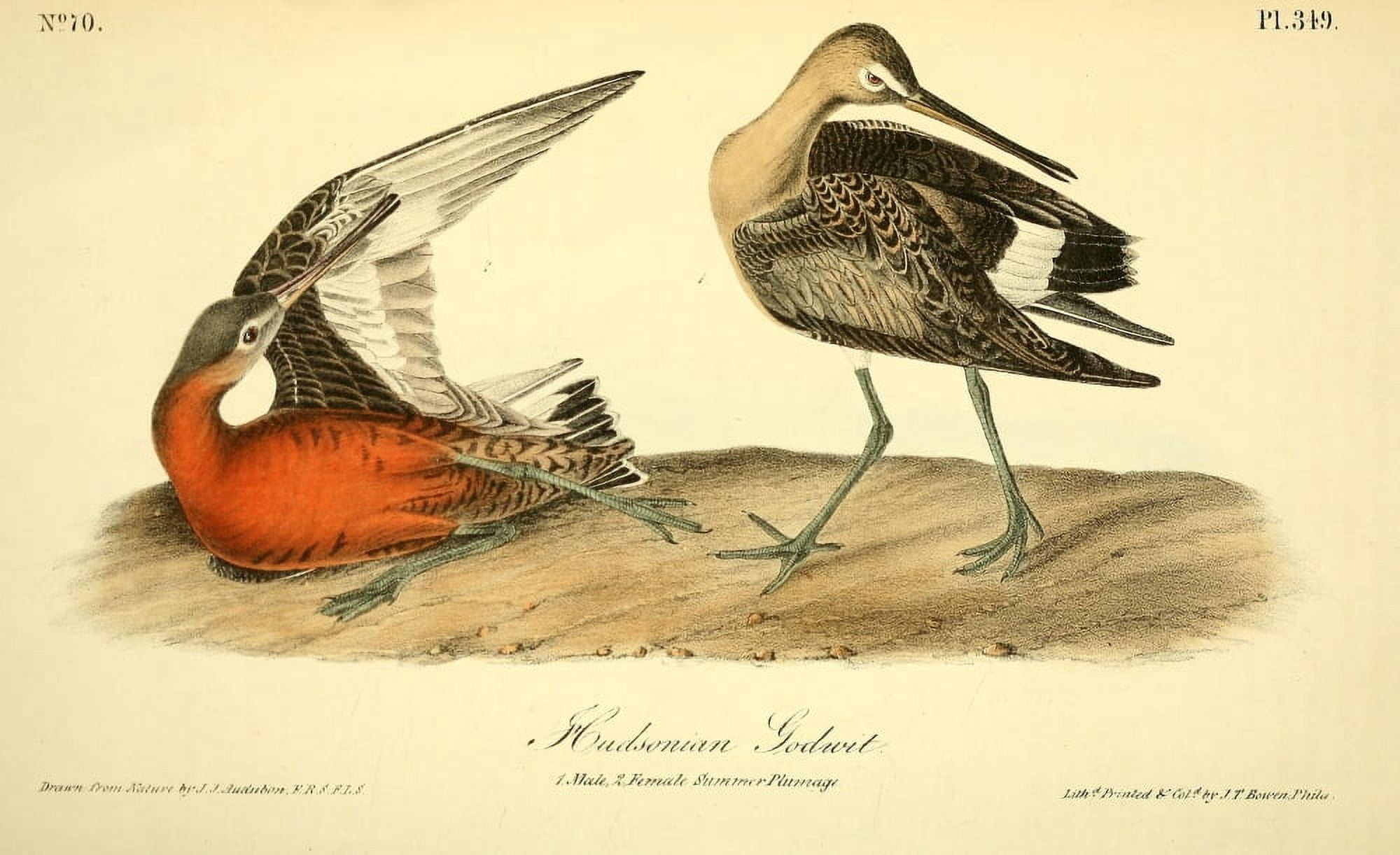 Birds of America 1844 Hudsonian Godwit Canvas Art - JJ Audubon (18 x 24)