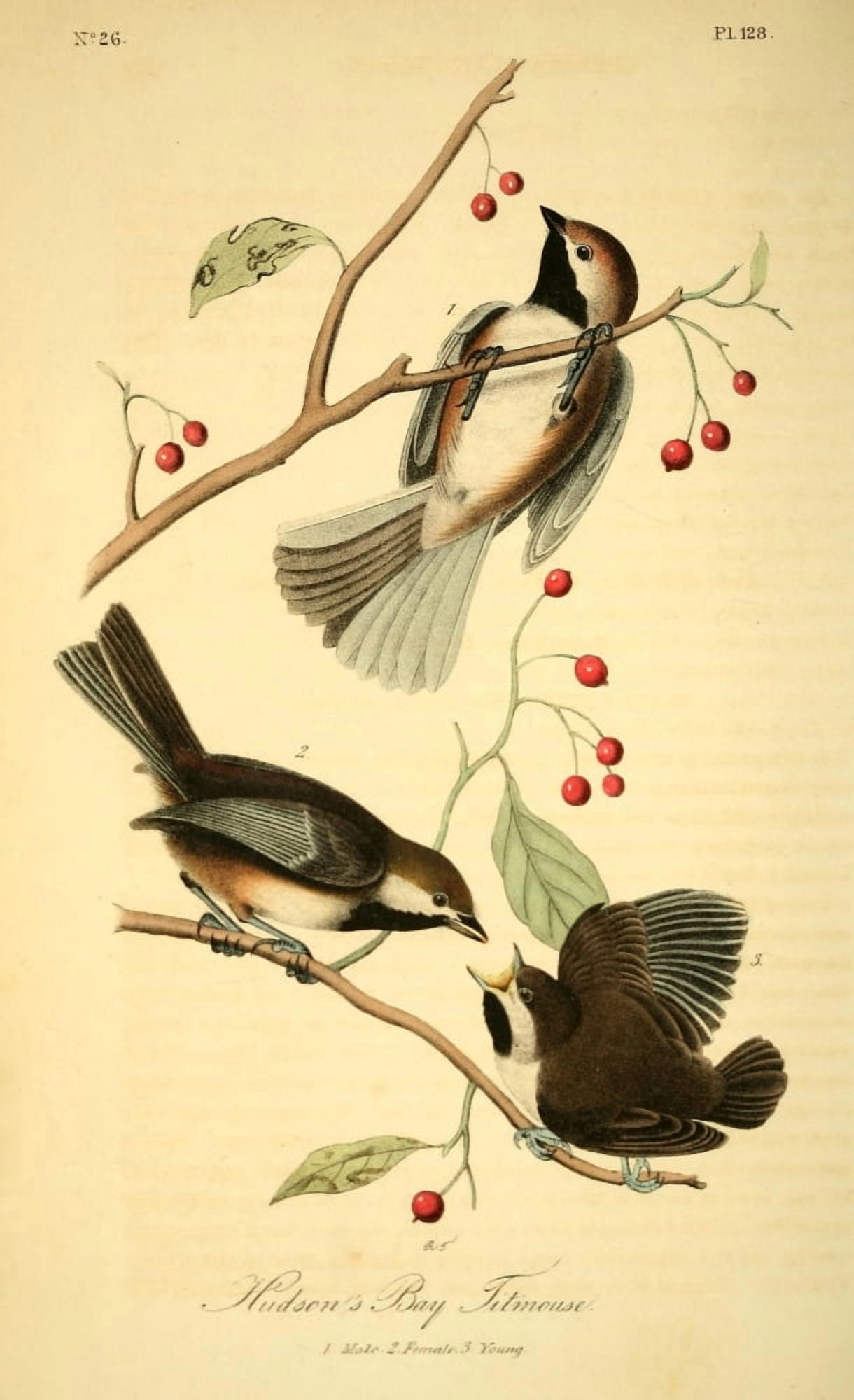 Birds of America 1844 Hudsons Bay Titmouse Canvas Art - JJ Audubon (18 x 24)