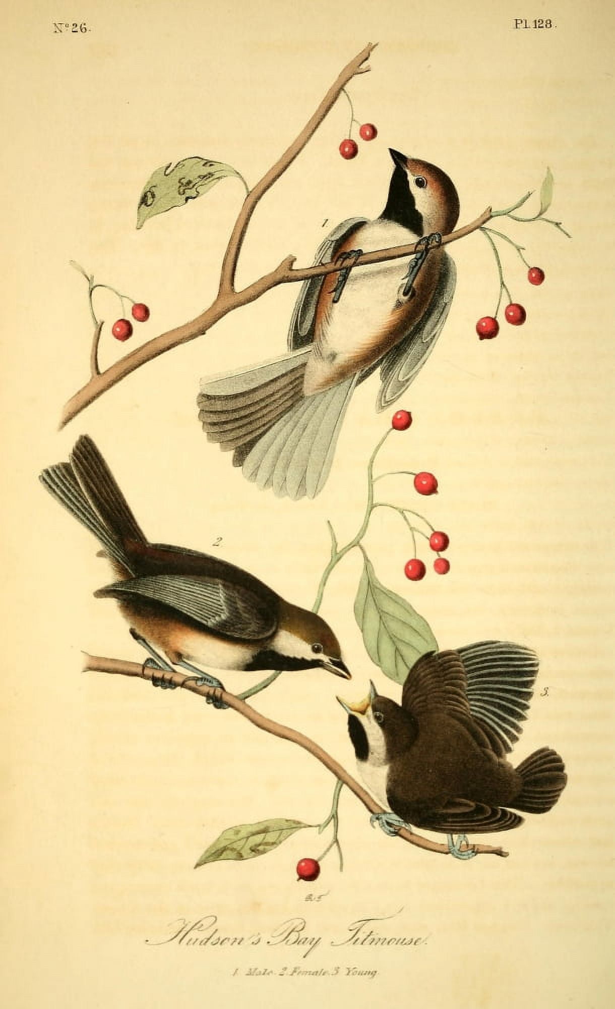 Birds of America 1844 Hudsons Bay Titmouse Canvas Art - JJ Audubon (24 x 36)