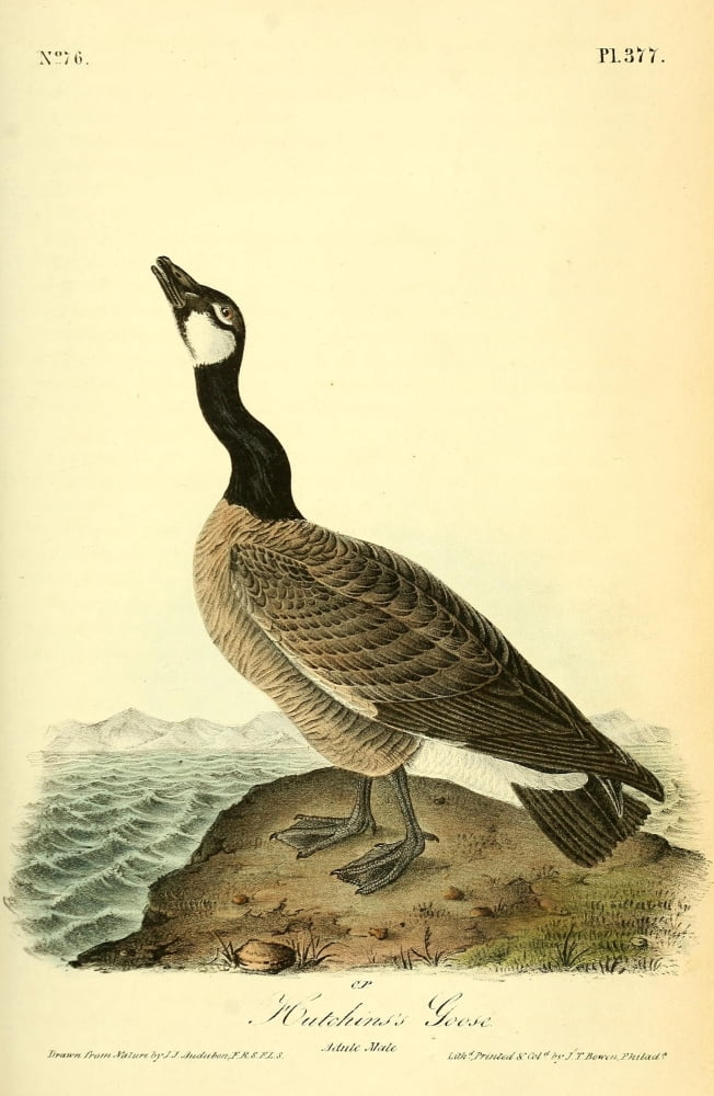 Birds of America 1844 Hutchins Goose Canvas Art - JJ Audubon (18 x 24)