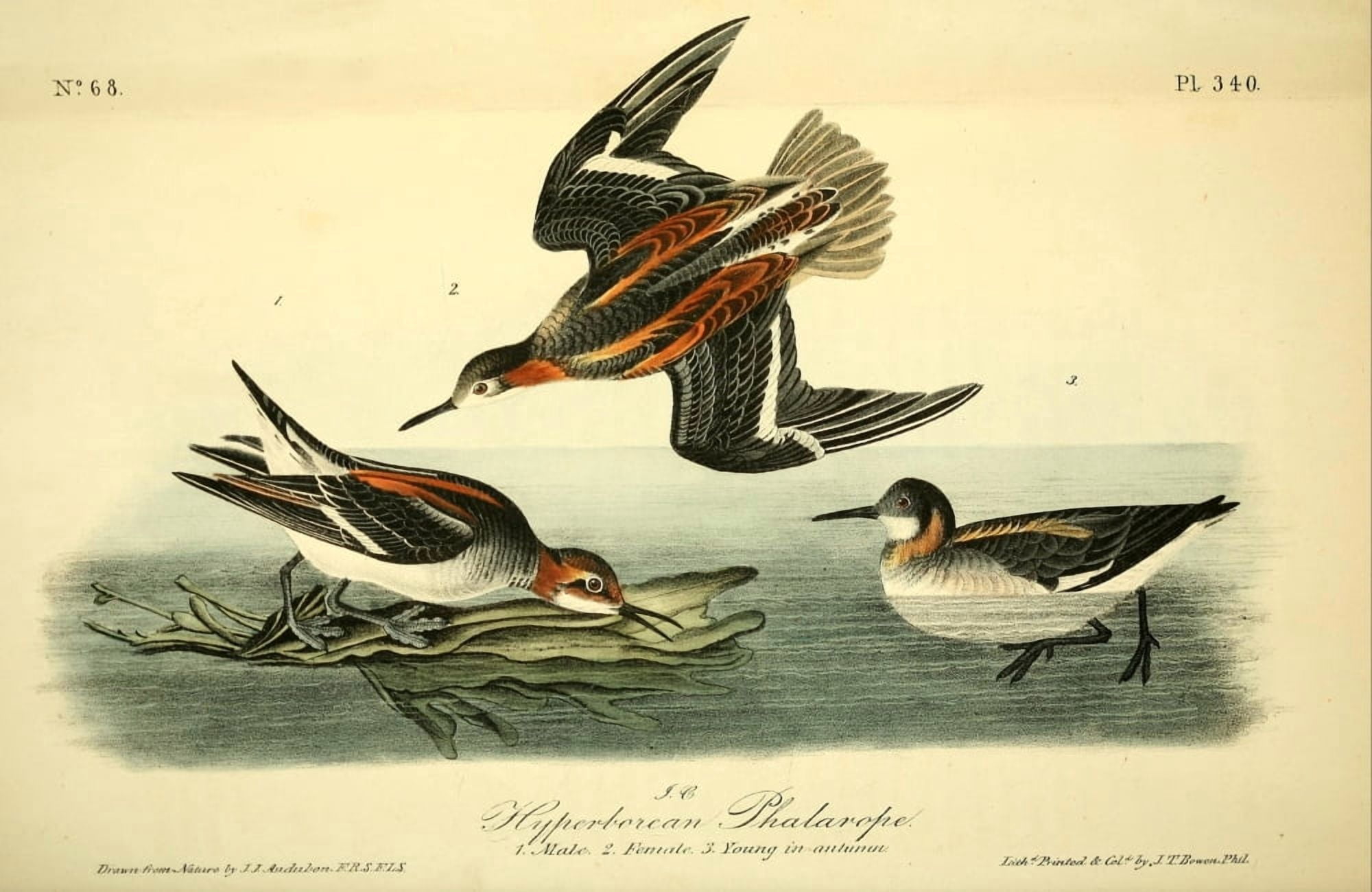 Birds of America 1844 Hyperborean Phalarope Canvas Art - JJ Audubon (18 x 24)