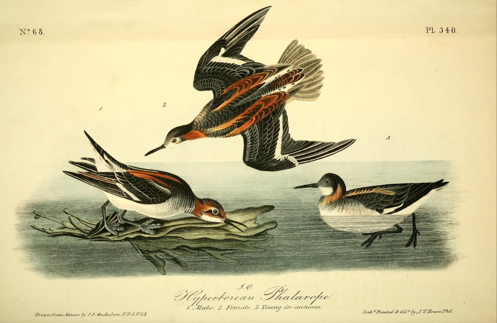 Birds of America 1844 Hyperborean Phalarope Canvas Art - JJ Audubon (24 x 36)