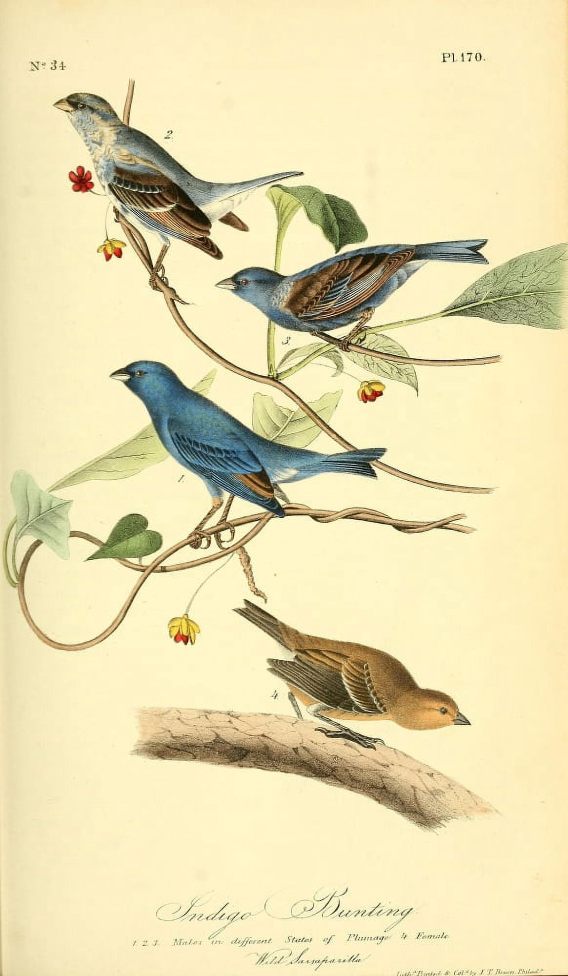 Birds of America 1844 Indigo Bunting Canvas Art - JJ Audubon (18 x 24)