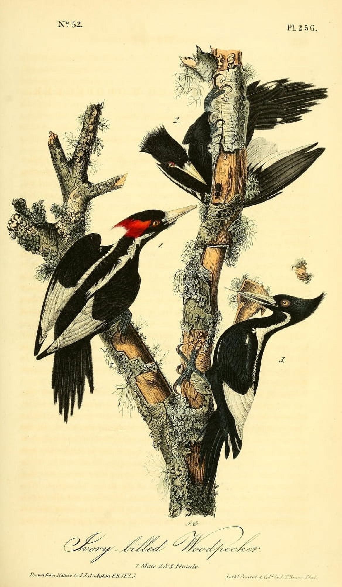 Birds of America 1844 Ivory-Billed Woodpecker Canvas Art - JJ Audubon (18 x 24)