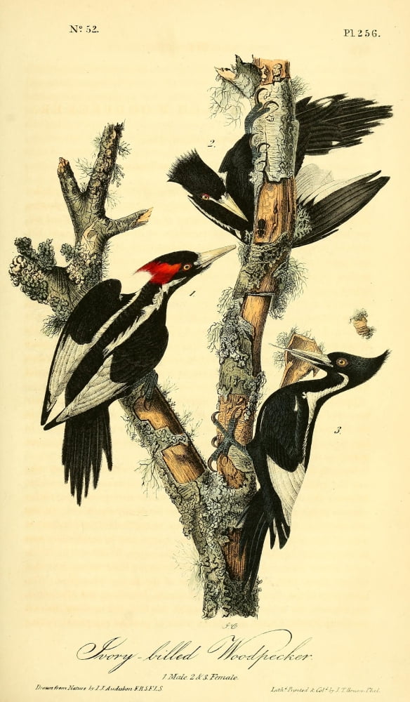 Birds of America 1844 Ivory-Billed Woodpecker Canvas Art - JJ Audubon (24 x 36)
