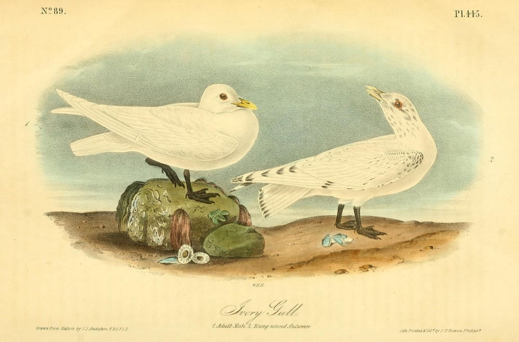 Birds of America 1844 Ivory Gull Canvas Art - JJ Audubon (24 x 36)