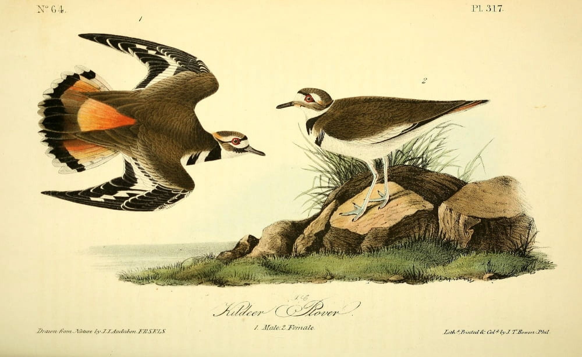 Birds of America 1844 Kildeer Plover Canvas Art - JJ Audubon (18 x 24)