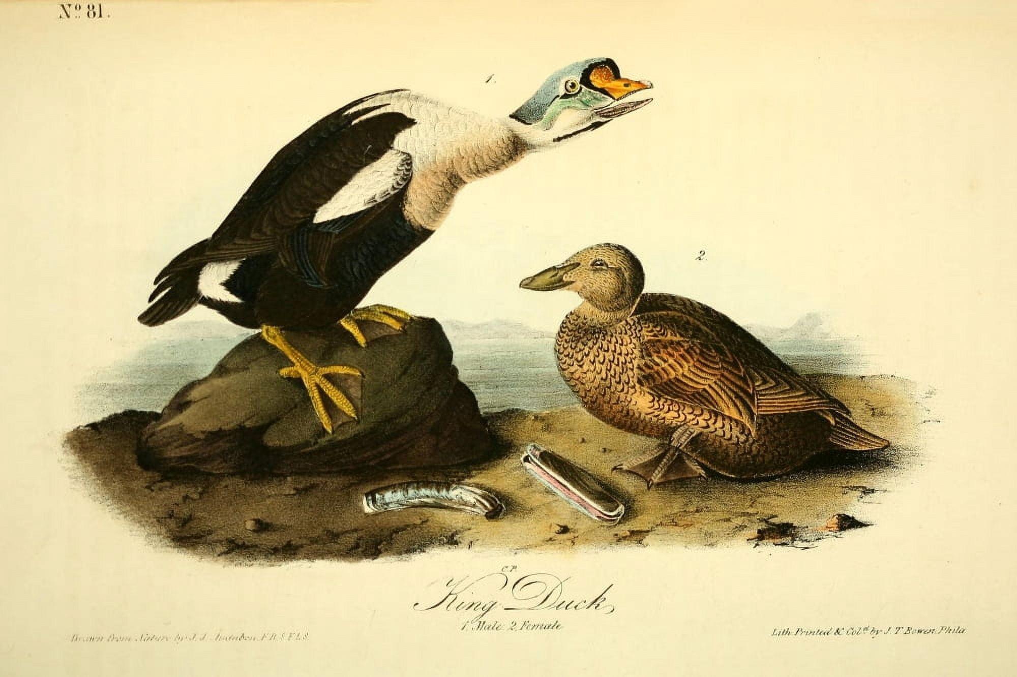 Birds of America 1844 King Duck Canvas Art - JJ Audubon (24 x 36)