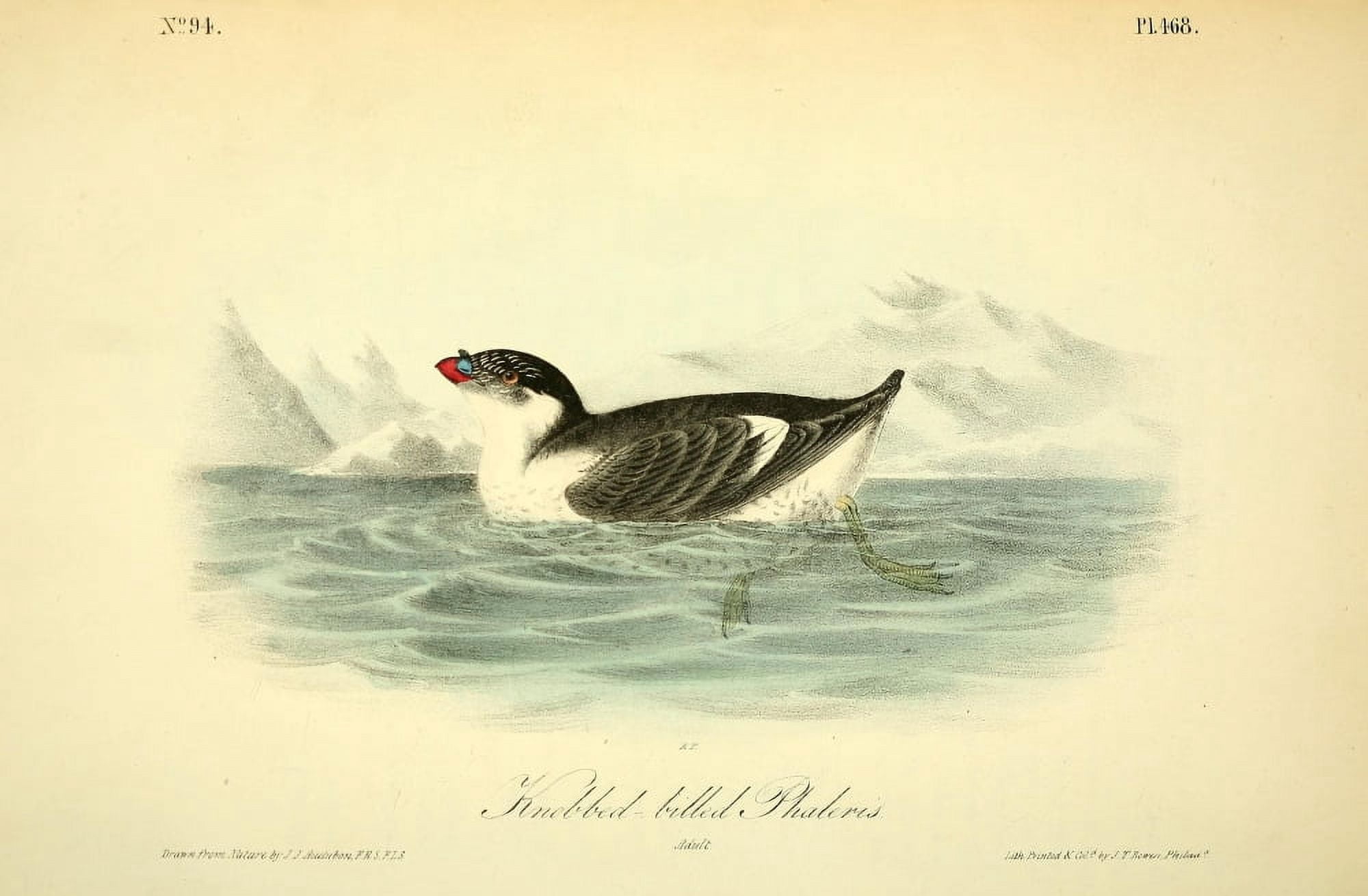 Birds of America 1844 Knobbed-billed Phaleris Canvas Art - JJ Audubon (24 x 36)