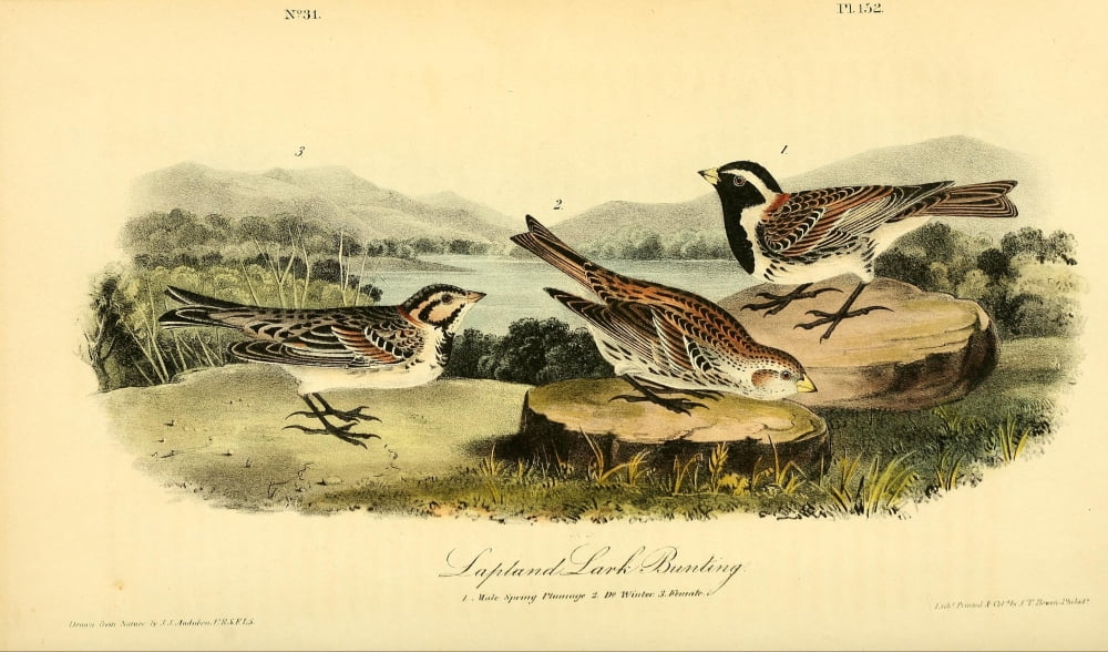 Birds of America 1844 Lapland Lark Bunting Canvas Art - JJ Audubon (18 x 24)
