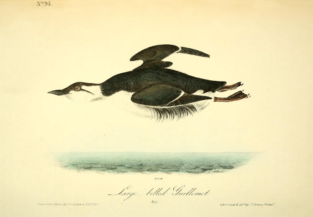 Birds of America 1844 Large-billed Guillemot Canvas Art - JJ Audubon (18 x 24)