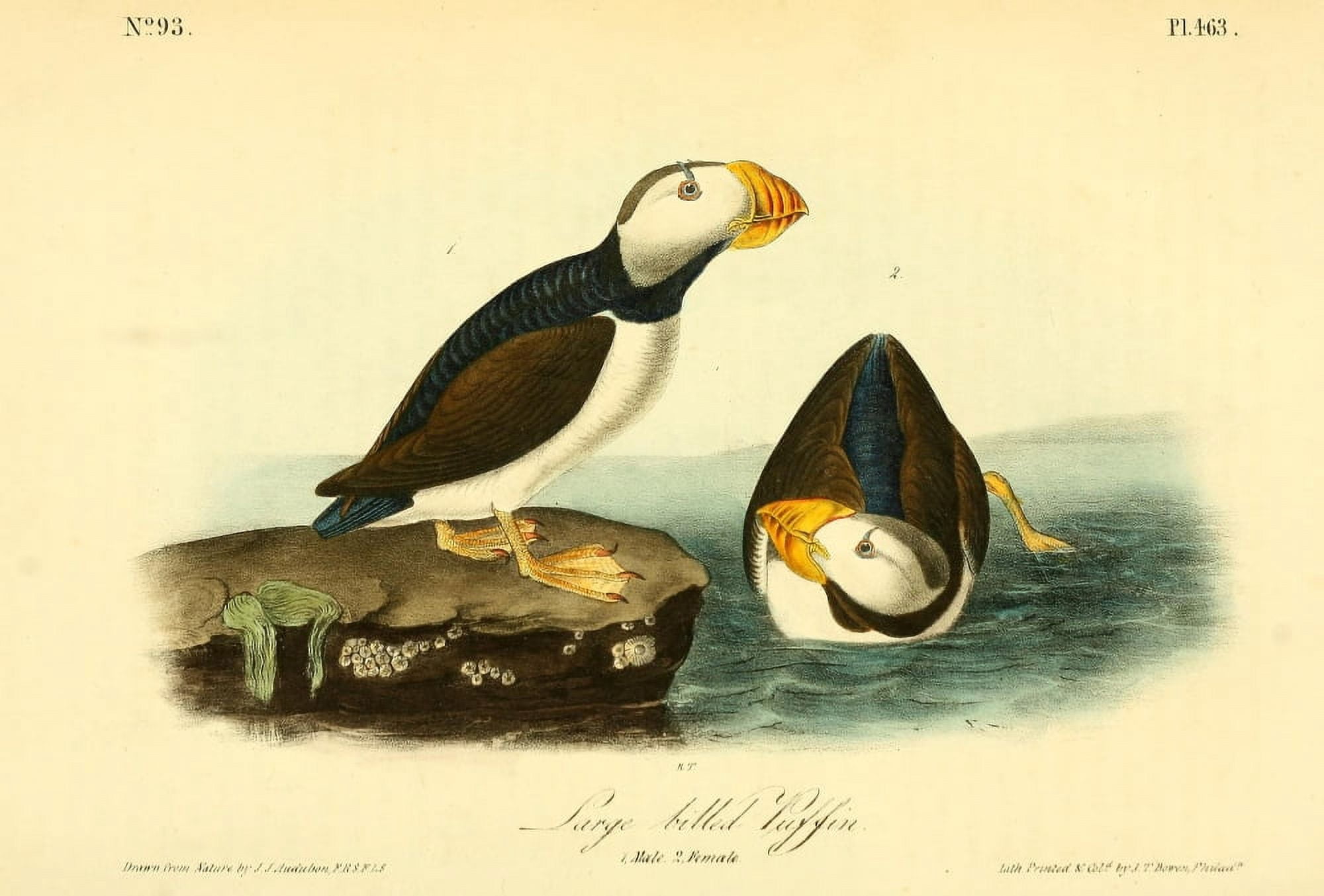 Birds of America 1844 Large-billed Puffin Canvas Art - JJ Audubon (18 x 24)