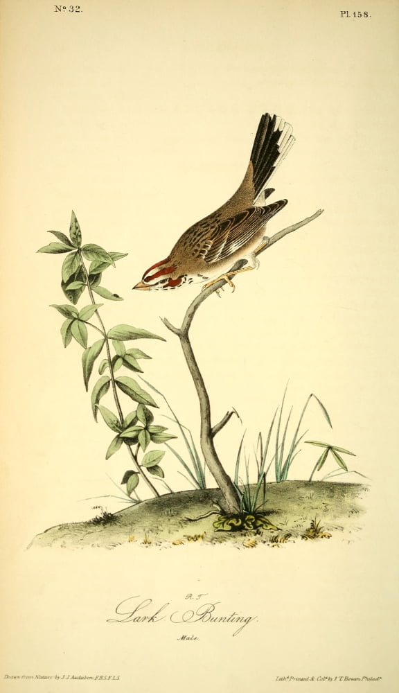 Birds of America 1844 Lark Bunting Canvas Art - JJ Audubon (18 x 24)