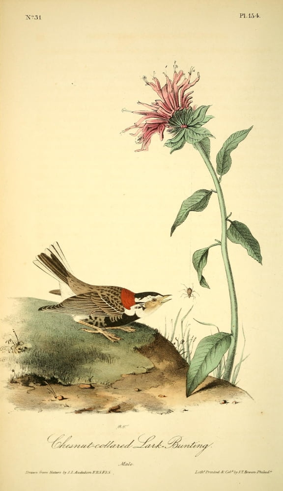 Birds of America 1844 Lark-bunting Canvas Art - JJ Audubon (18 x 24)