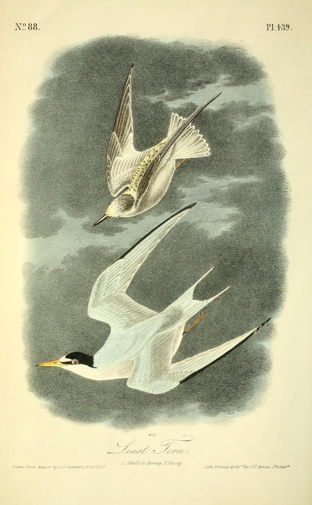 Birds of America 1844 Last Tern Canvas Art - JJ Audubon (18 x 24)