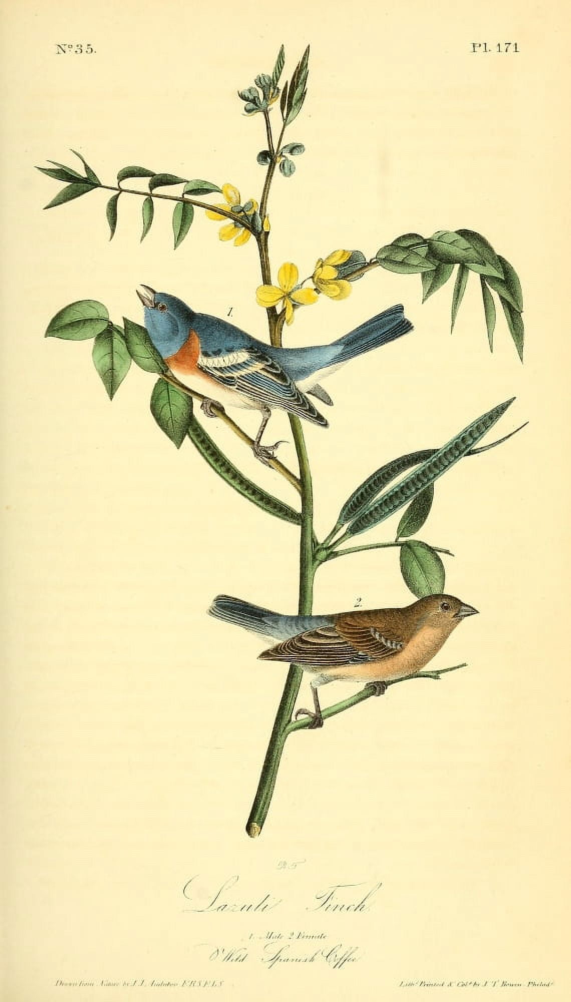 Birds of America 1844 Lazuli Finch Canvas Art - JJ Audubon (18 x 24)