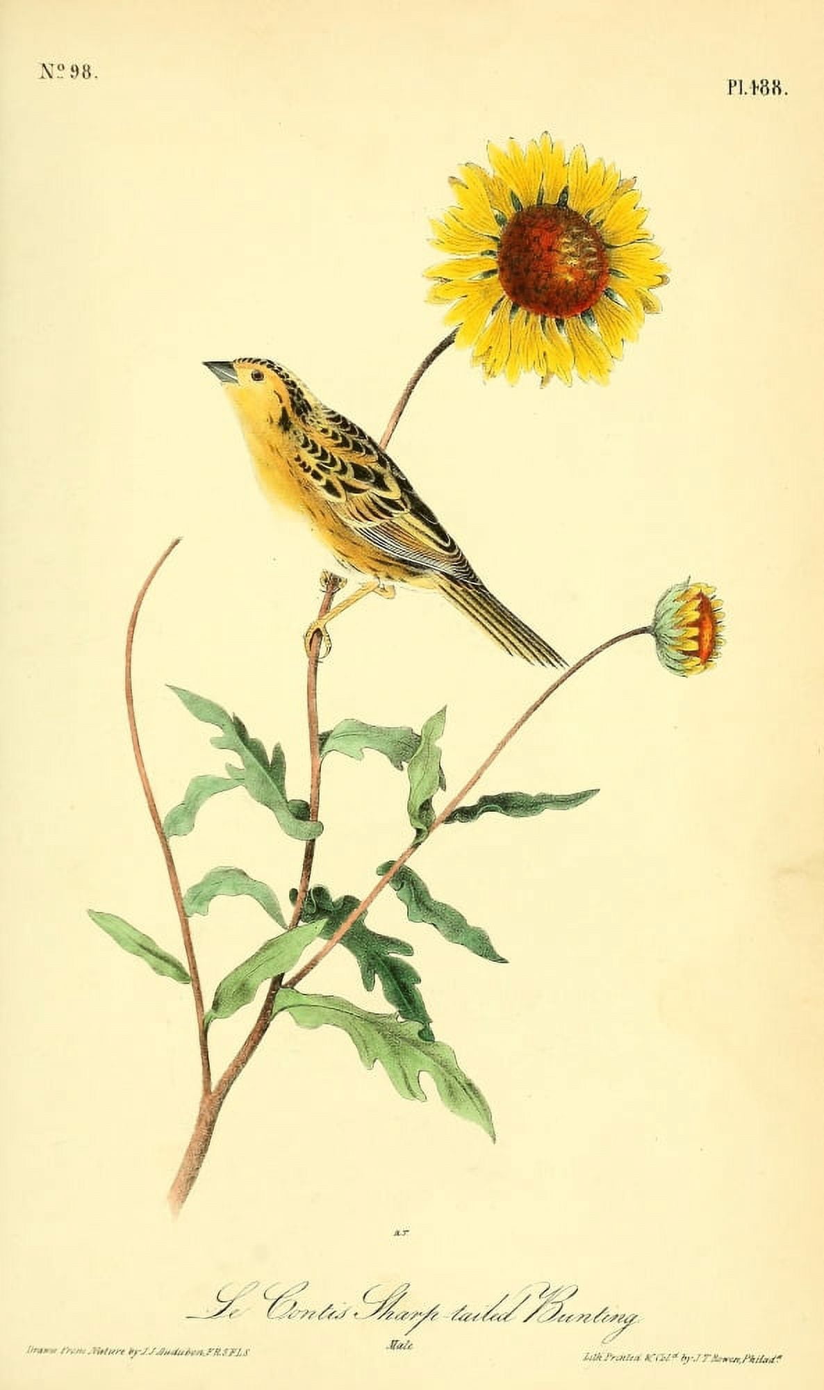 Birds of America 1844 Le Contes Sharp-tailed Bunting Canvas Art - JJ Audubon (24 x 36)